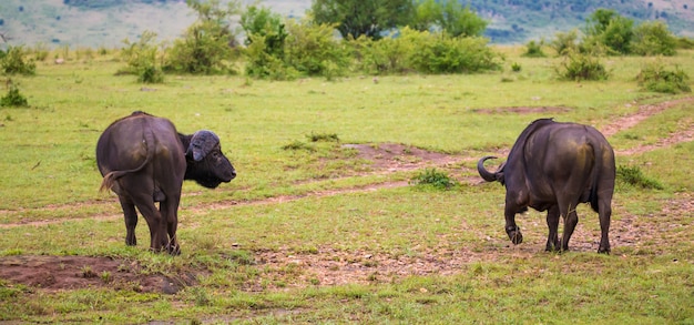 Buffels staan in de savanne midden in een nationaal park in Kenia