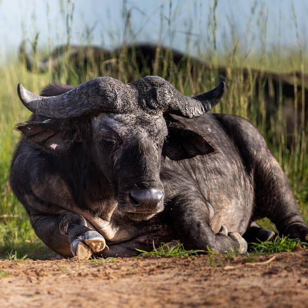 Foto buffels staan op het veld.