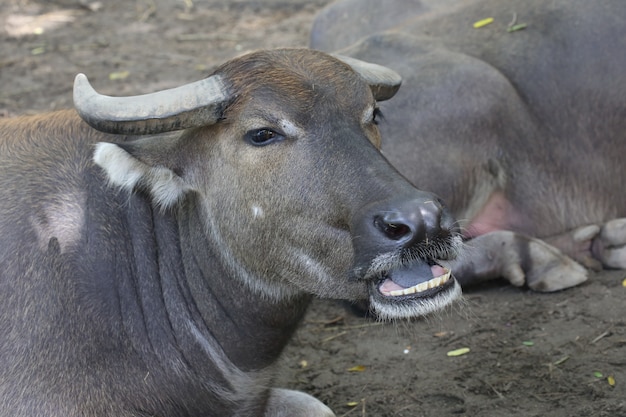 Buffels, waterbuffels