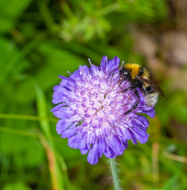 Photo bufftailed bumblebee