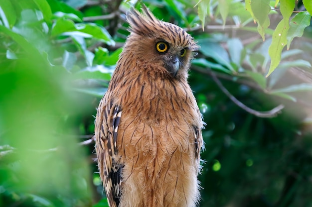 Buffy Fish-owl Ketupa ketupu Prachtige vogels van Thailand