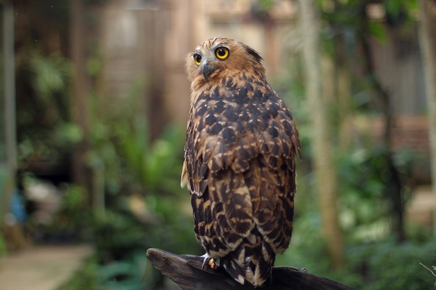 The buffy fish owl or Malay fish owl is native to Southeast Asia