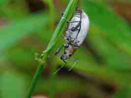 Photo a bug on a blade of grass