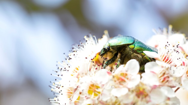 Bug eats a flower. Macro view. Banner