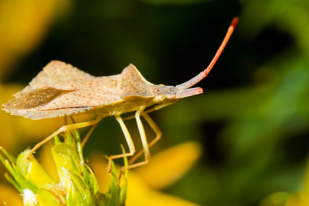 Ошибка (Enoplops scapha)