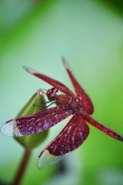 A bug on a flower with a green background