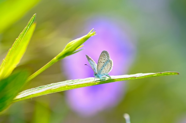 Bug on flower