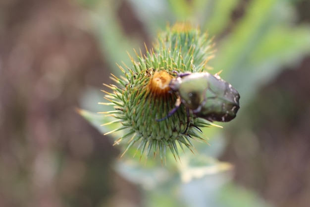 花の上の虫