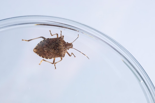 Photo bug in glass container on white table