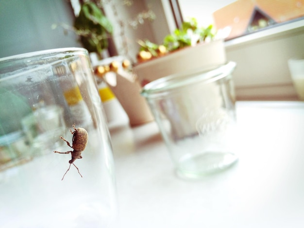 Bug on glass at kitchen table