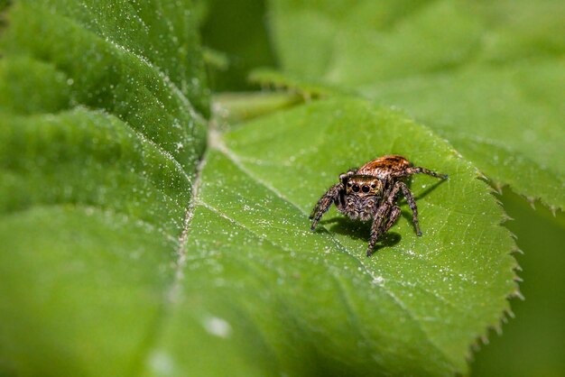 Photo a bug on a green leaf with the number 1 on it