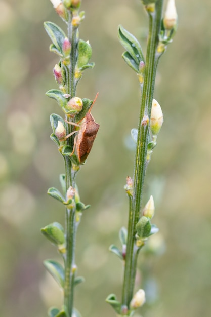 Foto bug in zijn natuurlijke omgeving