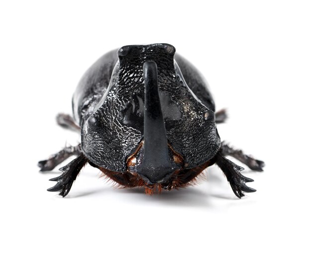 Bug insect and rhinoceros beetle on a white background for wildlife zoology and natural ecosystem Animal mockup nature and studio closeup of isolated creature for environment entomology and pest