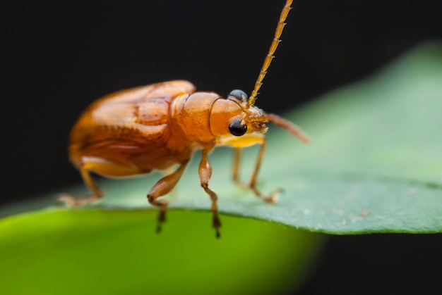 バグは食べ物を探して飛ぶ準備ができています。