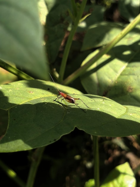 Photo a bug on a leaf is sitting on a leaf.