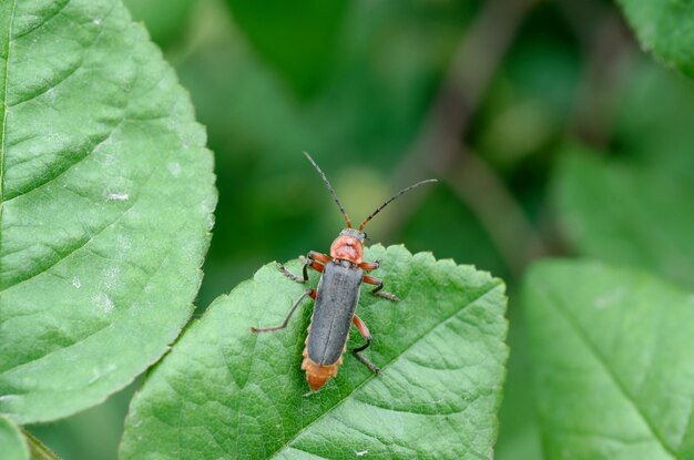 Photo a bug on a leaf with a green background