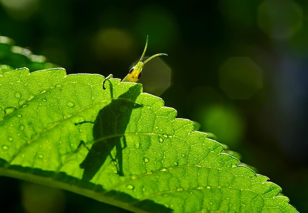 A bug on a leaf with water droplets on it