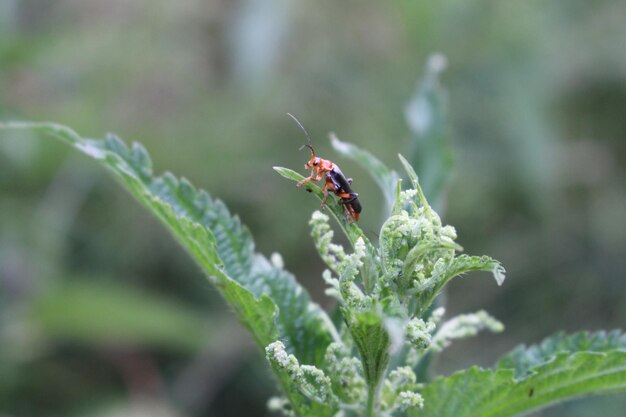 A bug on a leaf