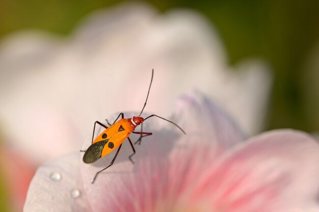 Bug op bloem