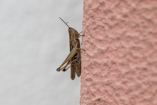 bug op de muur close-up, groot insect