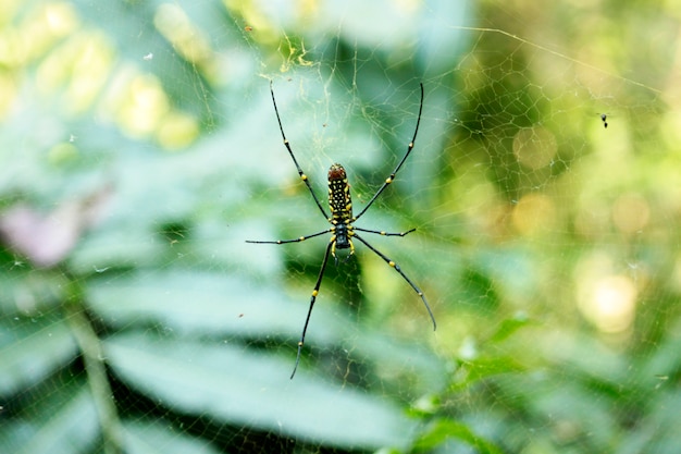 Bug op natuur achtergrond