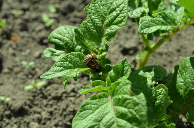 Photo a bug on a plant in a garden