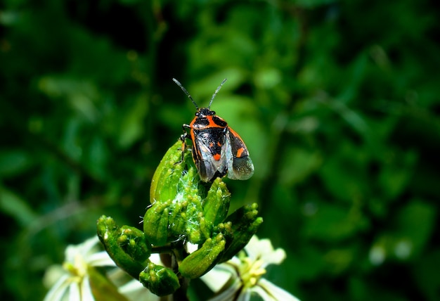 緑の植物の上に座っているバグ赤黒