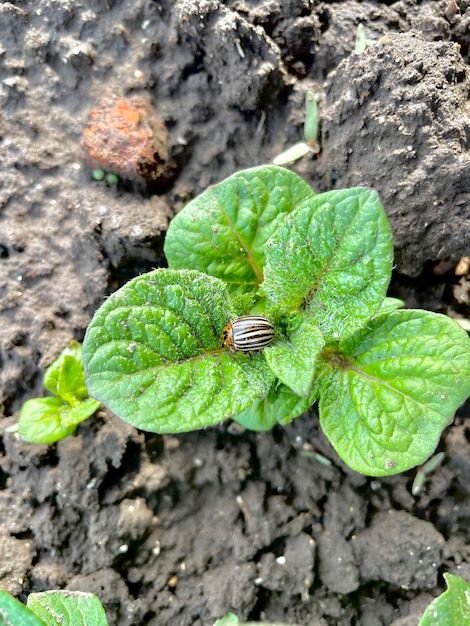 土の中の植物の上に虫が止まっています。