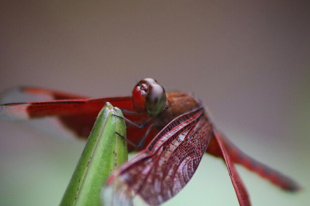 A bug that is on a plant