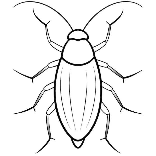 a bug with a black nose and a white background
