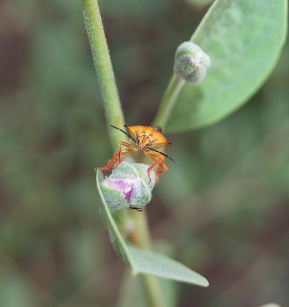 A bug with the letter t on it is sitting on a flower