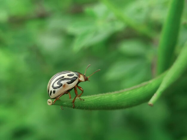 Bug zittend op blad