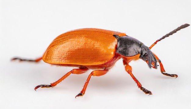 bugs isolated white background Leaf beetle