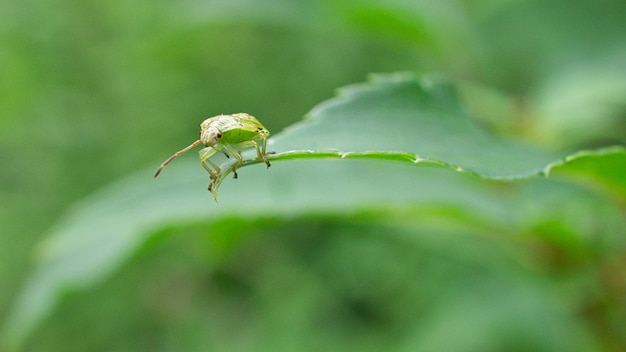 Жуки на листе в саду Макросъёмка насекомого