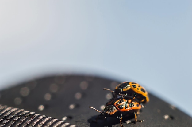 Foto bugs met oranje body en zwarte stippen in macro bug zoals lieveheersbeestje op lens