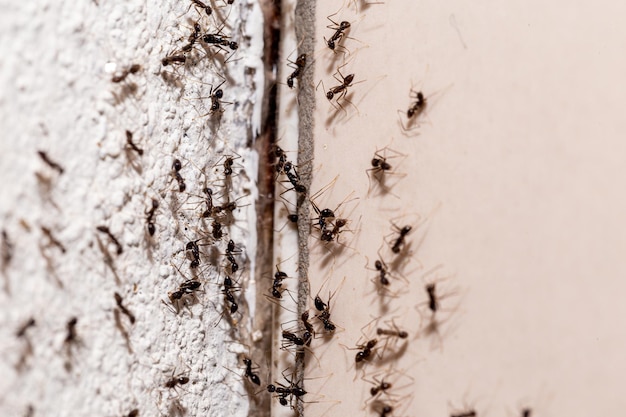 Фото Жуки на стене выходят через трещину в стене, заражение сладкими муравьями в помещении