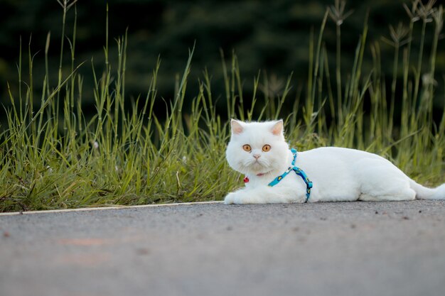 Buigende witte Perzische kat op weg