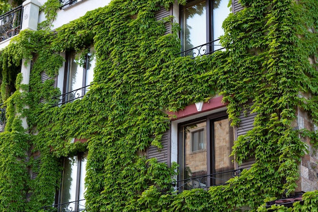 The building is overgrown with climbing vines