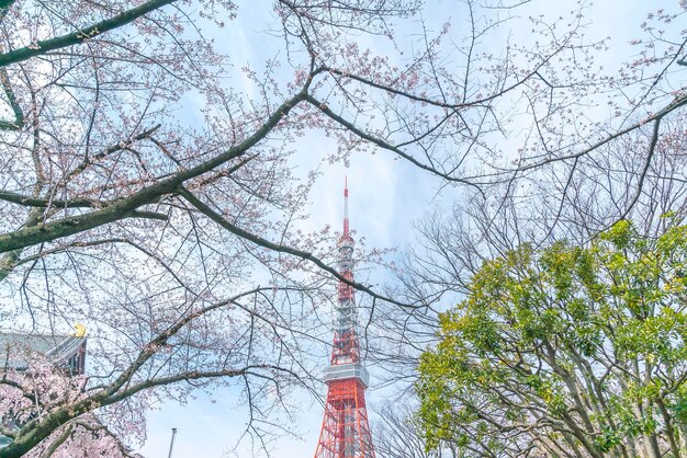 空に向かって裸の木を通って見られる建物