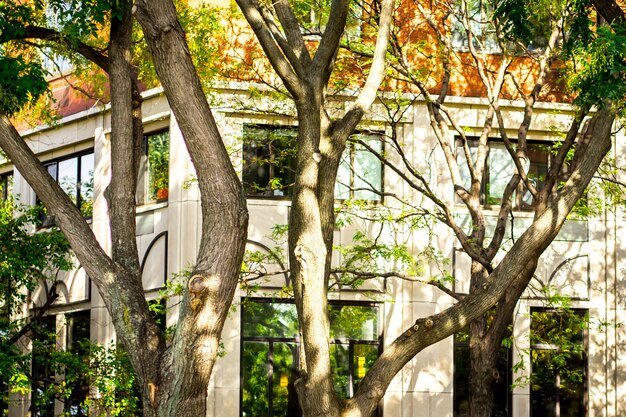 Building behind the trees in lower Manhattan