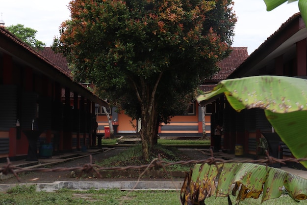 Photo a building with a large leaf on it