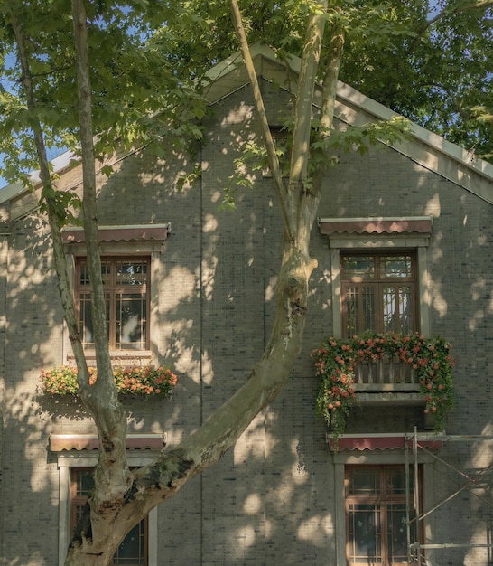 A building with a tree in front of it that has flowers on the windows.