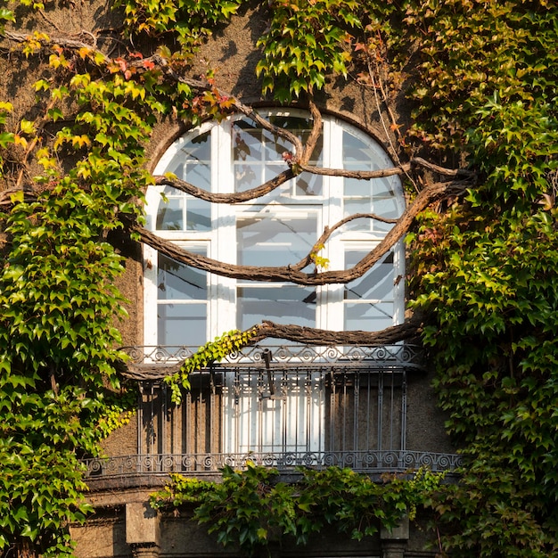 Foto struttura costruita contro gli alberi