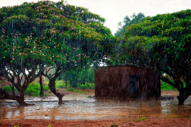 Photo built structure by trees on field during monsoon