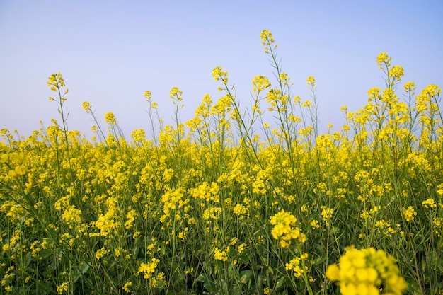 Buiten geel koolzaad bloemen veld platteland van Bangladesh