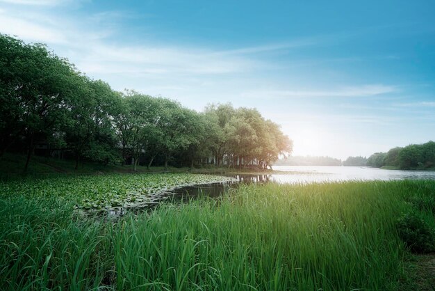 Buiten landschap tuin meer natuurlijk landschap