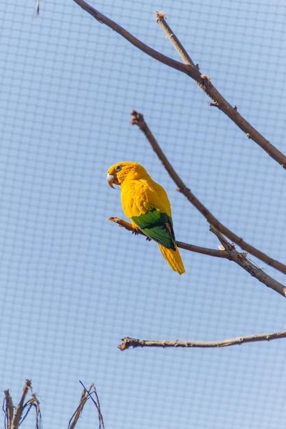 Buiten papegaai ararajuba in een park in rio de janeiro.