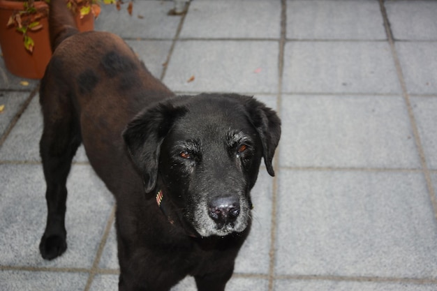 Buiten staat een zwarte oude grote hond op een straattegel