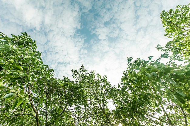 buitenkant boom landschap zomer land