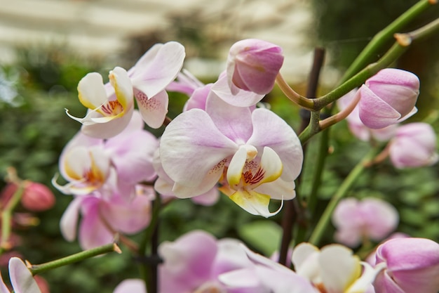 Buitensporige gekleurde orchideeën die in het park bloeien.